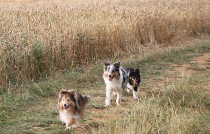 Nos shelties en balade