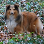 Portrait de Vvhisky des Petites Fées des Sables