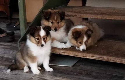 Portées de shelties en Moselle 57