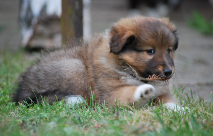 Chiots et portees LOF de la Fontaine d'Isis