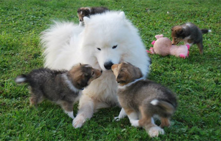 Chiots shetlands et samoyedes de la Fontaine d'Isis