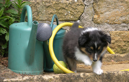 Portees de shetland et samoyede de la Fontaine d'Isis