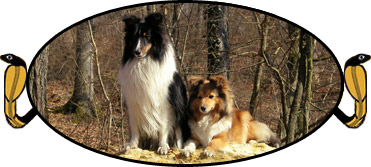 Chiens et chiots shelties LOF de la Fontaine d'Isis