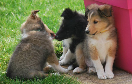 Chiots bergers des Shetland