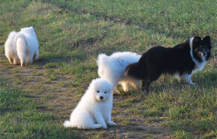 Chiots shetlands de la Fontaine d'Isis et leur nounou samoyede