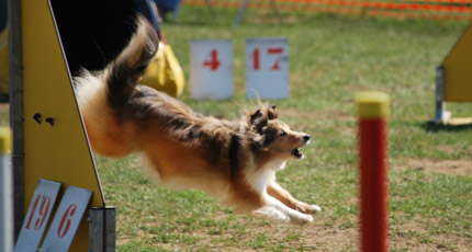 Sultane en agility