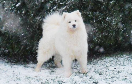 Un de nos samoyedes dans la neige